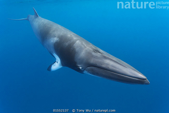 Baleia anã