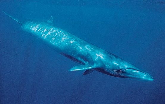 Baleia sardinheira