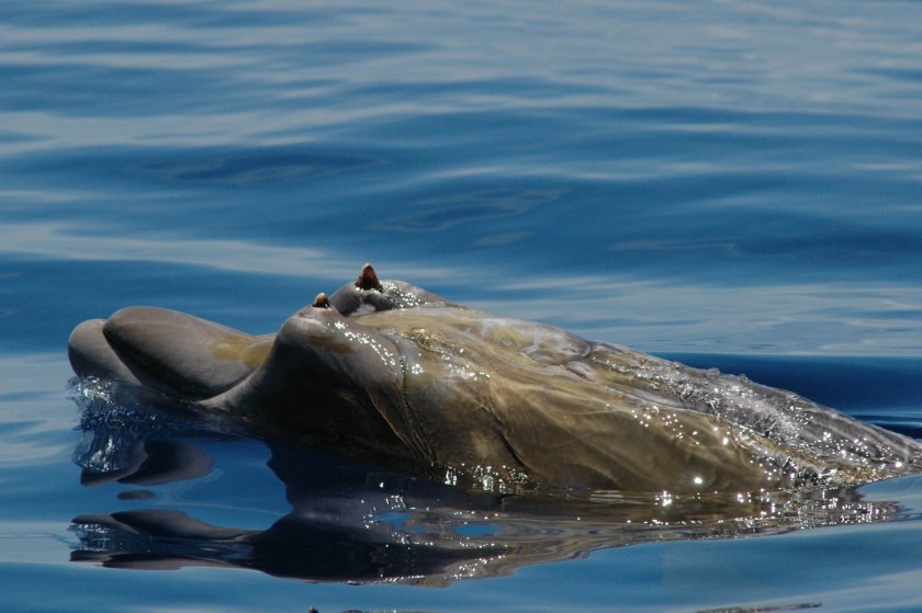 Baleia de bico de Blainville