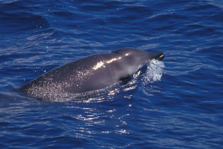 Baleia de bico de Gervai